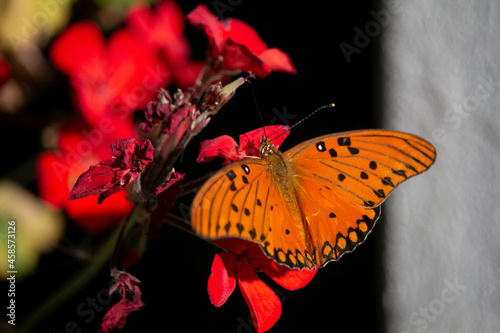 Orange butterfly on a red flower