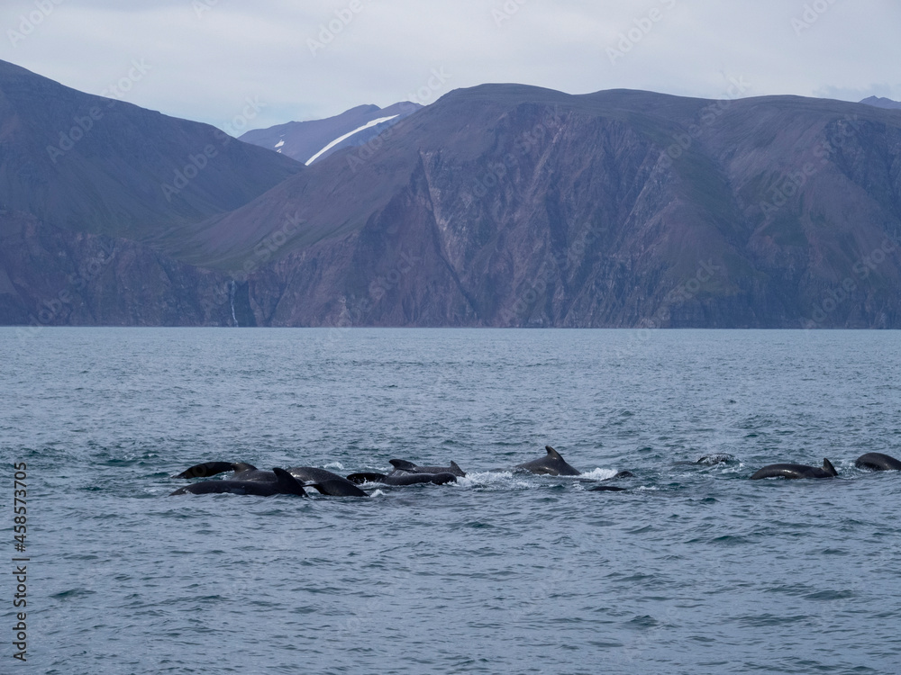 Fototapeta premium pilot whale tail