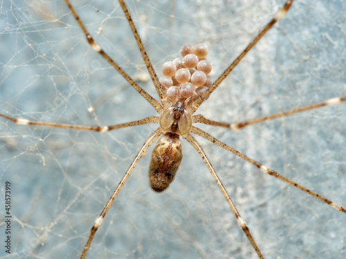 Marbled cellar spider. Pholcidae family. Holocnemus pluchei. photo