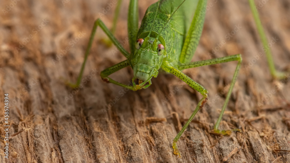 The green katydid sits on a woody texture background. Selective focus. The green katydid sits on a woody texture background. Selective focus.