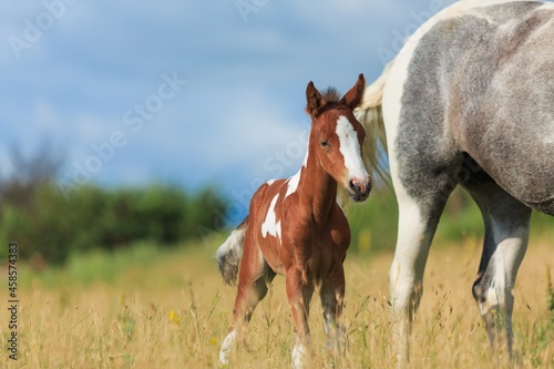 Horse chils and mother horse her beautiful foal on a field © BillionPhotos.com