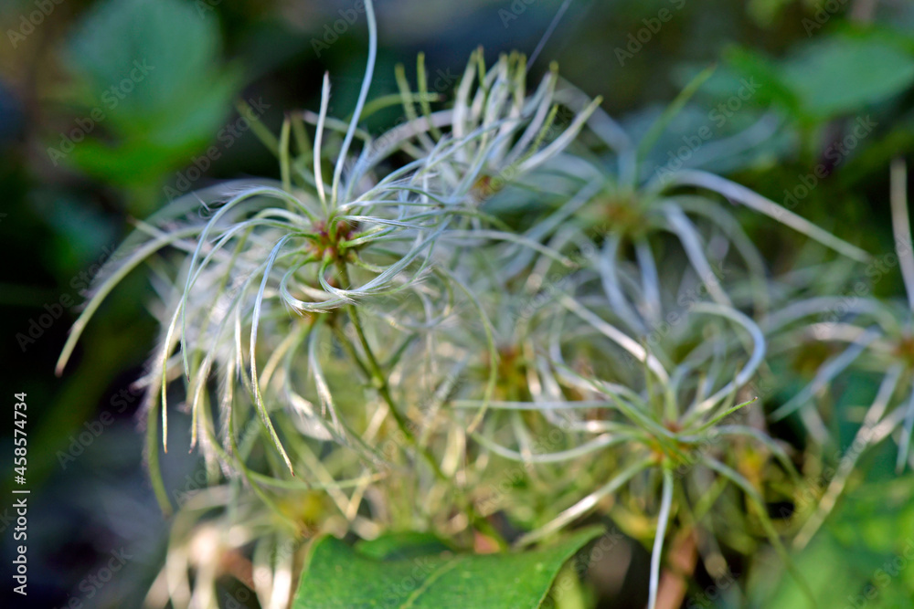 Old man's beard, traveller's joy // Gewöhnliche Waldrebe (Clematis vitalba) Old man's beard, traveller's joy // Gewöhnliche Waldrebe (Clematis vitalba)