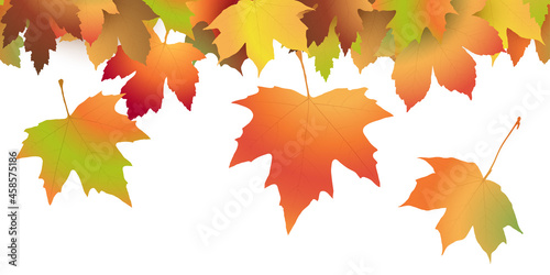 fall maple leaves colored