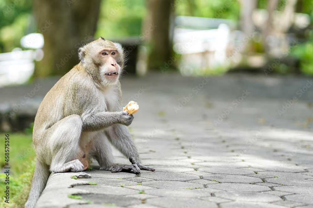 A hungry monkey sitting and eating an ice cream stolen from the tourists with copy space.