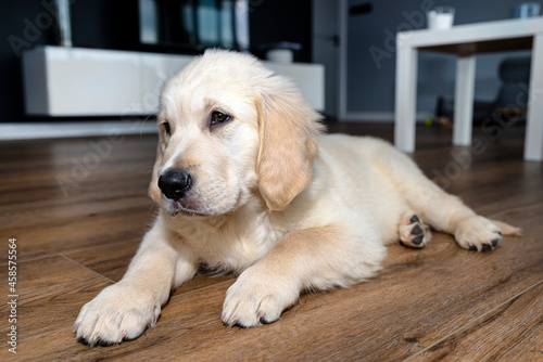 The golden retriever puppy lies on modern vinyl panels in the living room of the house, visible furniture in the background.