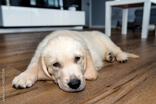 The golden retriever puppy lies on modern vinyl panels in the living room of the house, visible furniture in the background.