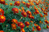 Red marigold or marigold flowers and leaves background pattern in the garden. Close-up of calendula flowers.
