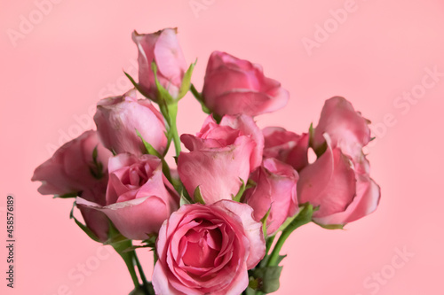 Dusty Pink Roses with Green Leaves on Pastel Background - Isolated Rose Concept - Vintage Theme