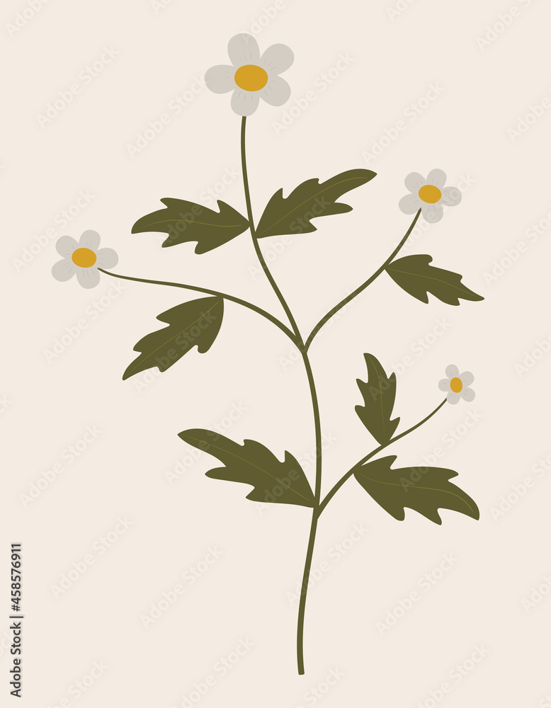 Vintage illustration of wild camomile flower. Medicinal herb. Branch with leaves. Botanic vector of forest flora. Hand drawn colorful floral element. Clipart for design and print