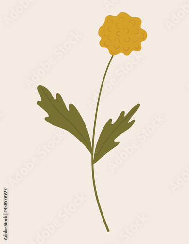 Vintage illustration of yellow wild dandelion flower. Medicinal herb. Branch with leaves. Botanic vector of forest flora. Hand drawn colorful floral element. Clipart for design and print