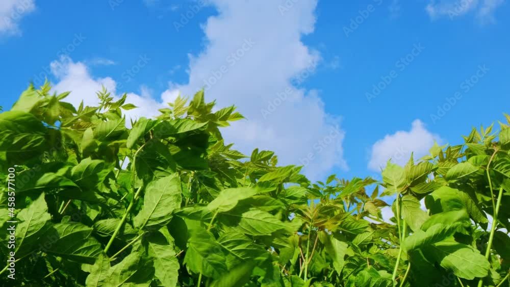 Green leaves sway in the wind against a blue sky with clouds. Green leaves sway in the wind against a blue sky with clouds.