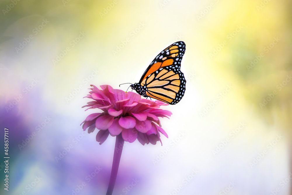 Fototapeta premium monarch on zinnia flower with rainbow colors in background