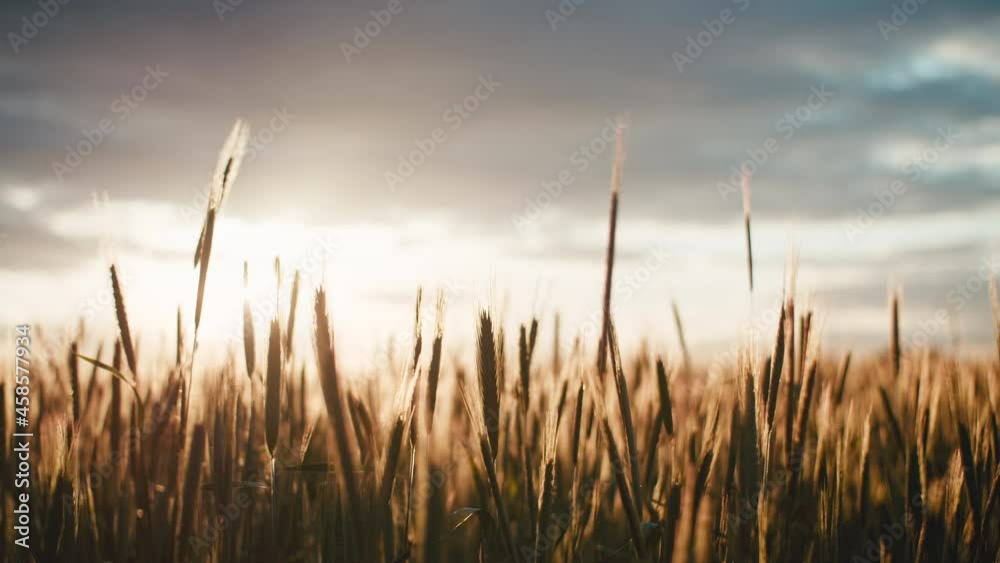 Wheat heavy waving in golden hour sunset, sun streaks Wheat heavy waving in golden hour sunset, sun streaks