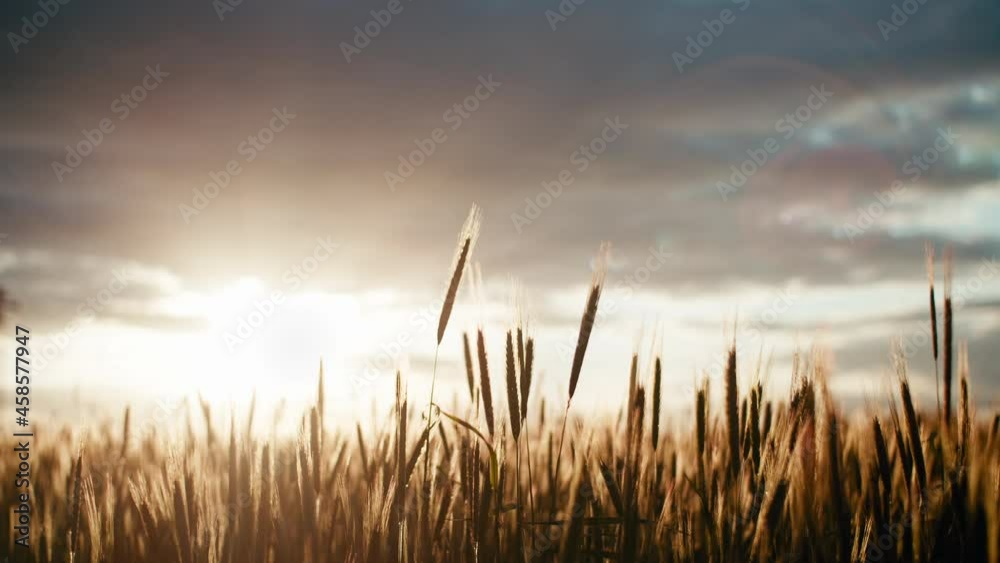 wheat slowly floating in the wind on sunset, dark clouds, golden hour wheat slowly floating in the wind on sunset, dark clouds, golden hour