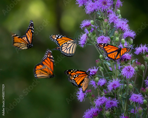 Tela Fire monarch butterflies on blazing star flower with dark background
