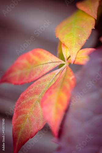 Beautiful Virginia creeper also called five-finger Ivy leaves as autumn starts to bring color to nature