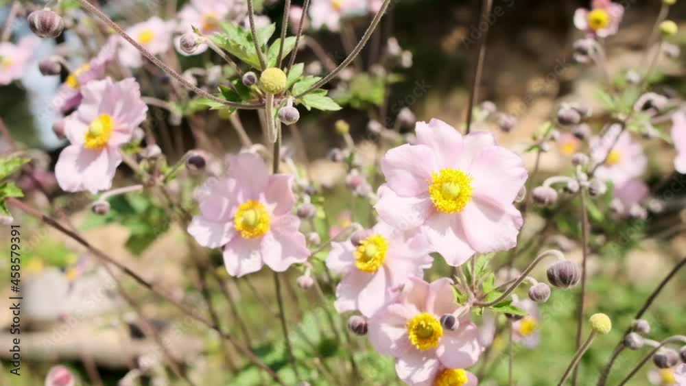 Close up of blooming pink flowers and flower buds swaying with wind on field Close up of blooming pink flowers and flower buds swaying with wind on field