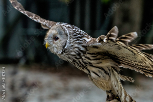 Ural Owl flying
