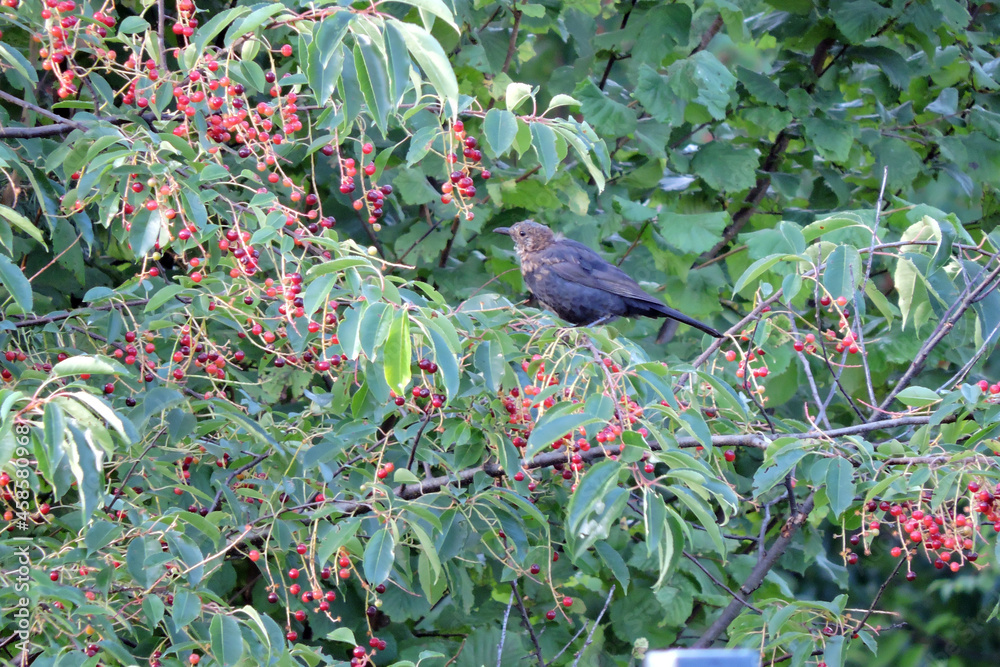 Ταπετσαρία The Eurasian blackbird sitting on a branch of a wild cherry with ripening round