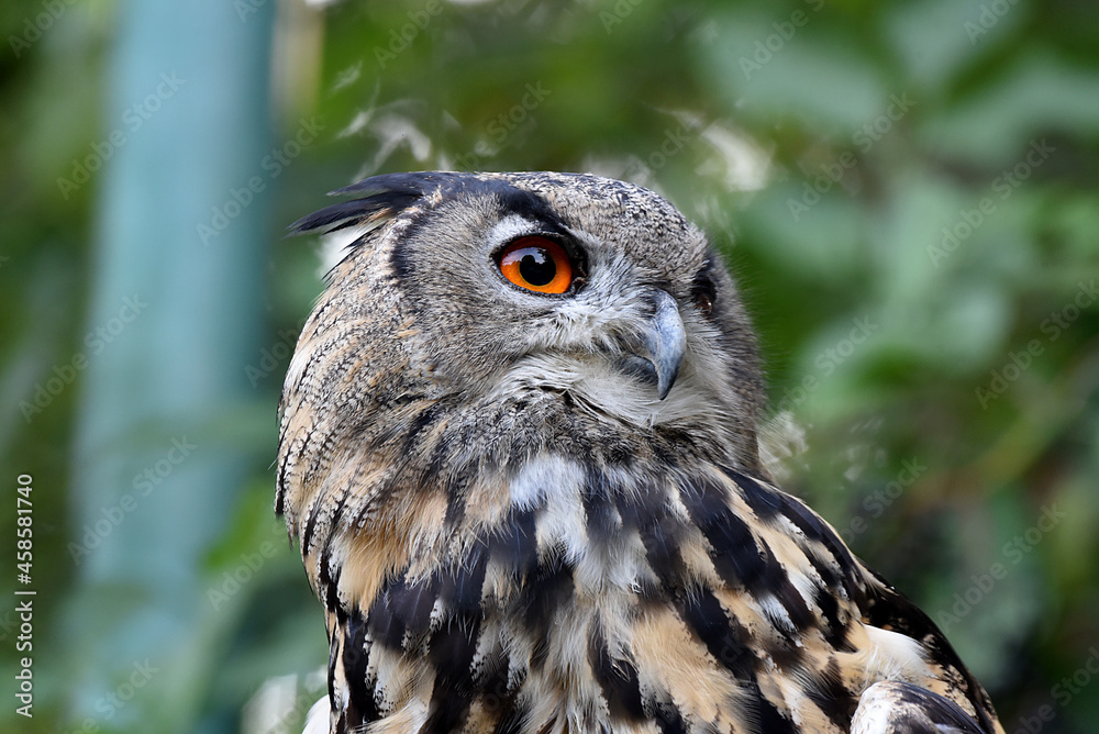 Fototapeta premium imposante Eule, Augen