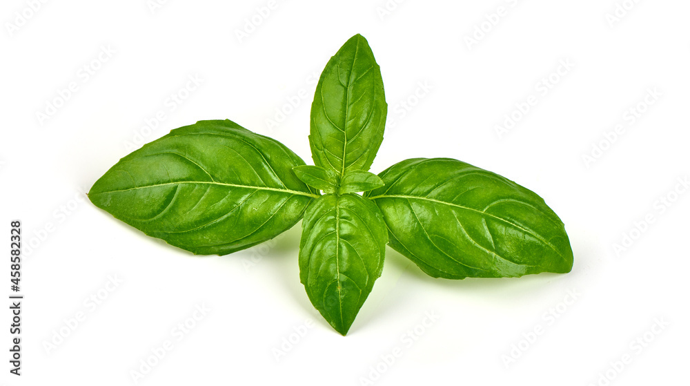 Fresh organic basil leaf, close-up, isolated on white background. Fresh organic basil leaf, close-up, isolated on white background.