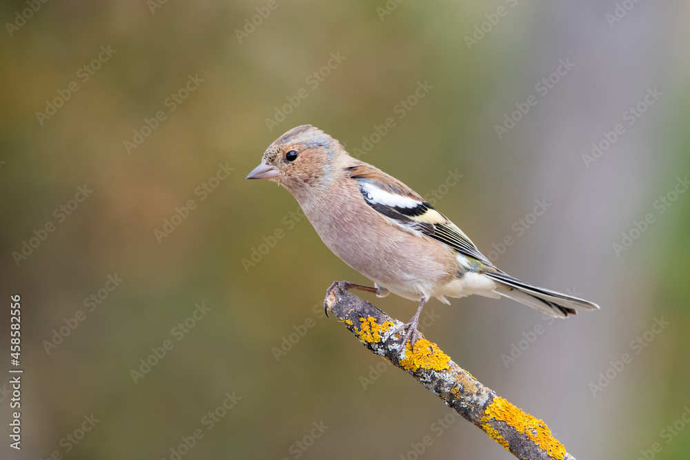 İspinoz » Common Chaffinch » Fringilla coelebs İspinoz » Common Chaffinch » Fringilla coelebs