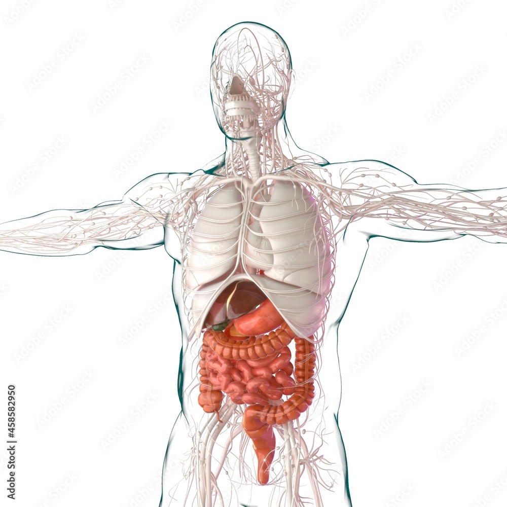 Fotografie Human Digestive System Anatomy For Medical Concept 3D Rendering