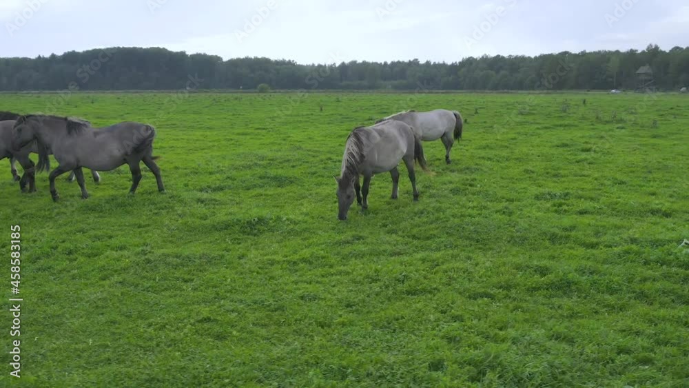 Drone flying around between various brown white mustangs and cows running on meadow and graze grass on the farmland. Group of animals on pasture. Rural scene. Endangered free wild horses in mountains Drone flying around between various brown white mustangs and cows running on meadow and graze grass on the farmland. Group of animals on pasture. Rural scene. Endangered free wild horses in mountains