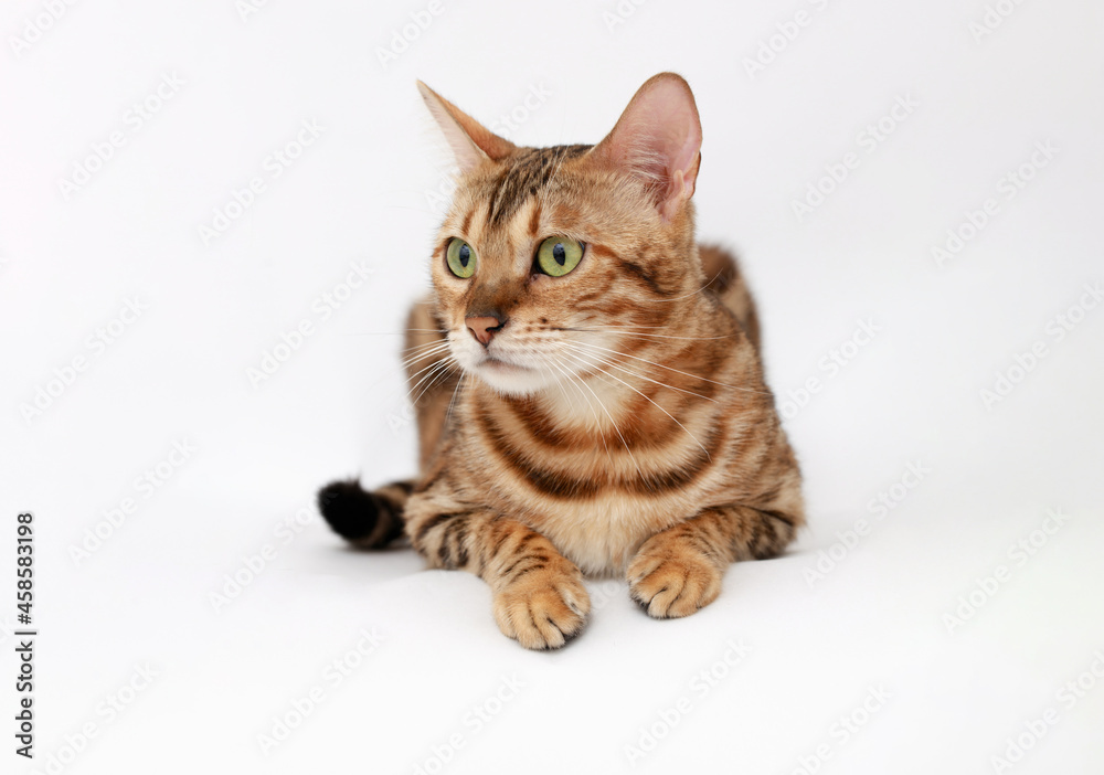 Fototapeta premium Funny Spotted Bengal kitten with beautiful big green eyes lying on white table. Lovely fluffy cat. Free space for text.