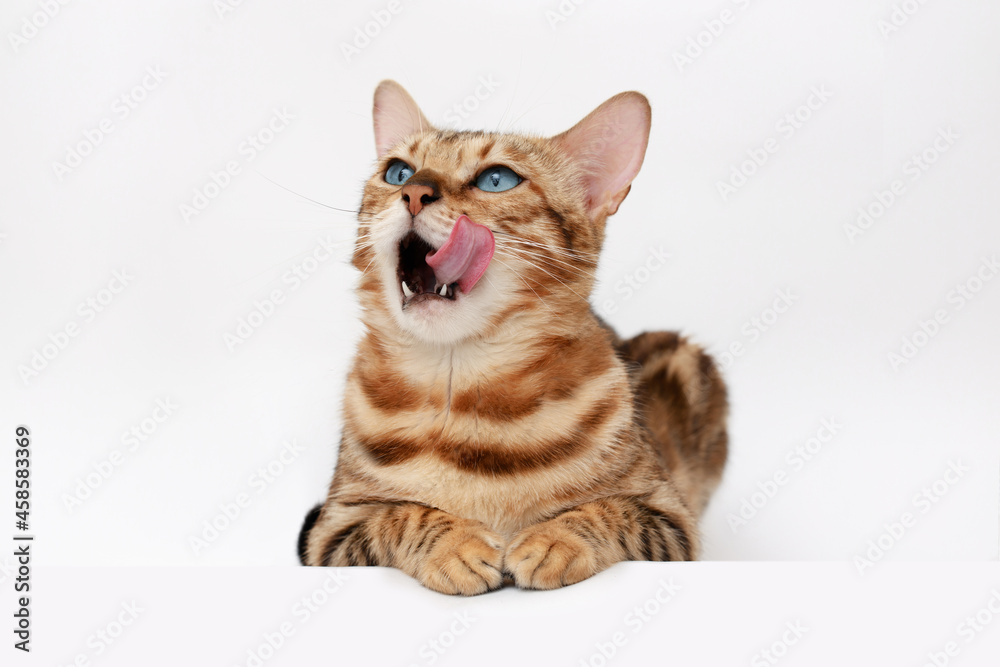 Funny Spotted Bengal kitten with beautiful big blue eyes lying on white table. Lovely fluffy cat licking lips. Free space for text.