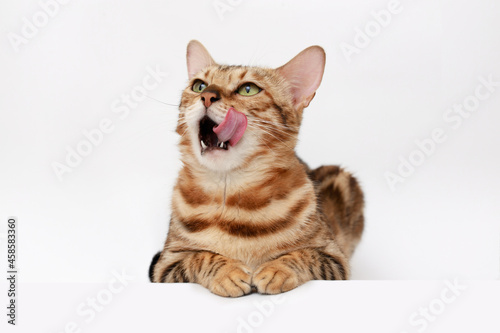 Fotografie Funny Spotted Bengal kitten with beautiful big green eyes lying on white table