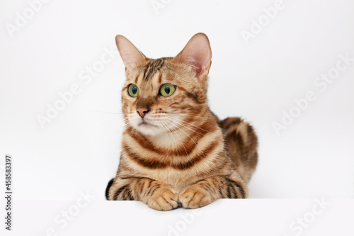 Funny Spotted Bengal kitten with beautiful big green eyes lying on white table. Lovely fluffy cat. Free space for text.