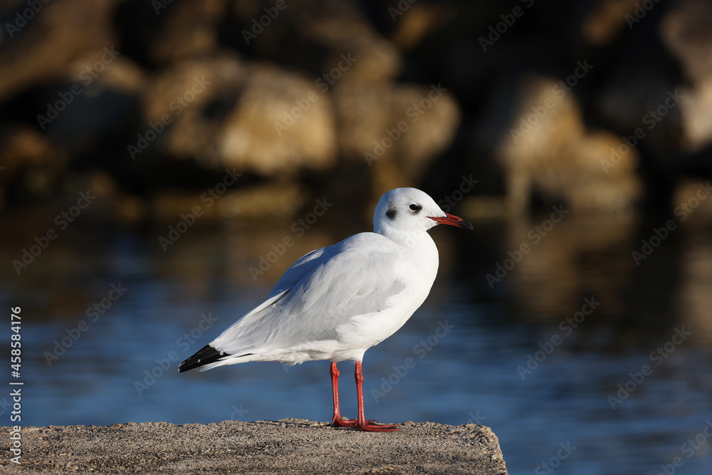 Seagull sits on the shore in the morning Seagull sits on the shore in the morning