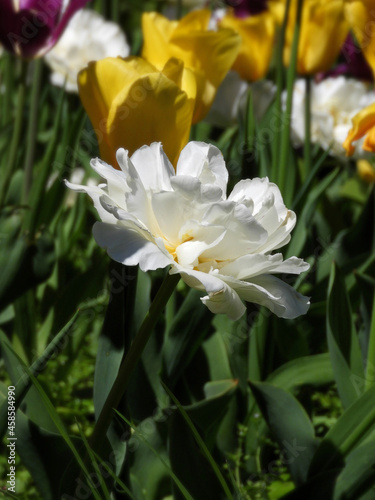 Fototapeta Naklejka Na Ścianę i Meble -  Kolory wiosny: biały tulipan z Parku Skaryszewskiego