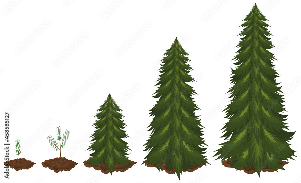 Five stages of growing spruce tree. 