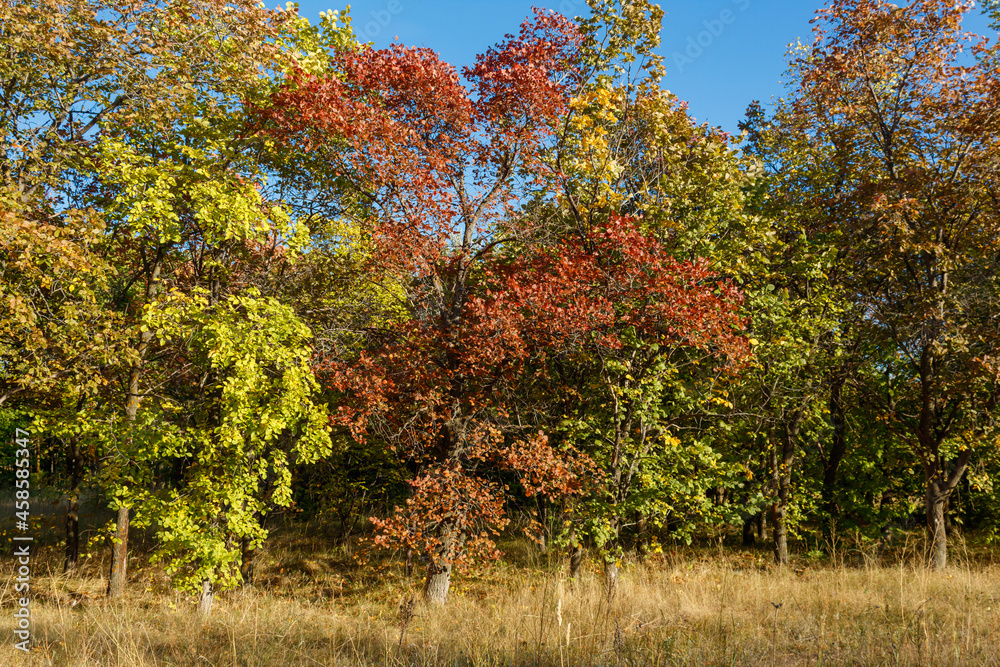 Fototapeta premium Autumn Landscape. The sunlight falls on a red-yellow-green grove of trees and shimmers with gold. Beautiful autumn. Colors of autumn. Yellow grass