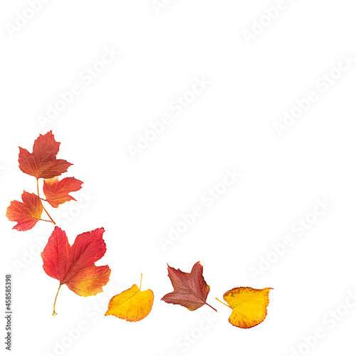 Composition of autumn leaves on a white background