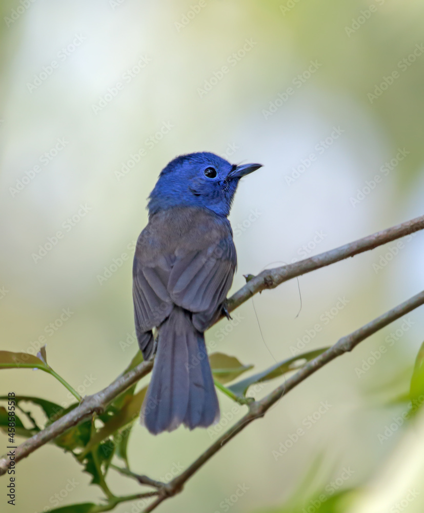The black-naped monarch or black-naped blue flycatcher is a slim and agile passerine bird belonging to the family of monarch flycatchers found in southern and south-eastern Asia.