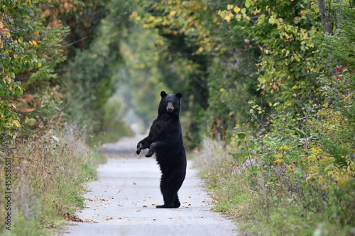 Black Bear sees people walking on trail and stands up on hind feet for a better look before returning to forest photo
