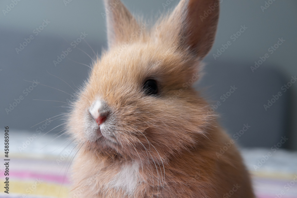 little cute pet rabbit sitting on the bed