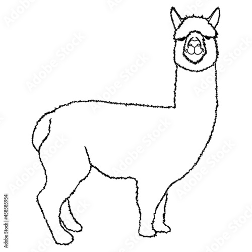 Cute fluffy alpaca vector graphic illustration with only a black outline, in minimal style