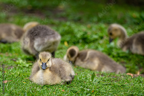 Canada goose, branta canadensis, gosling