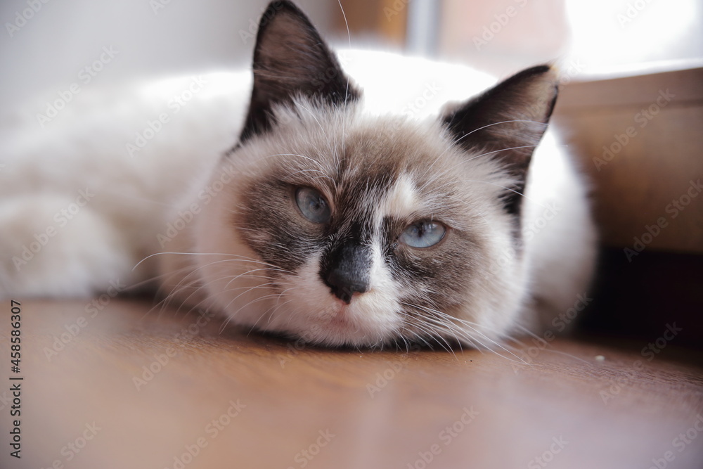 Thai blue-eyed cat lies on the windowsill. High quality photo