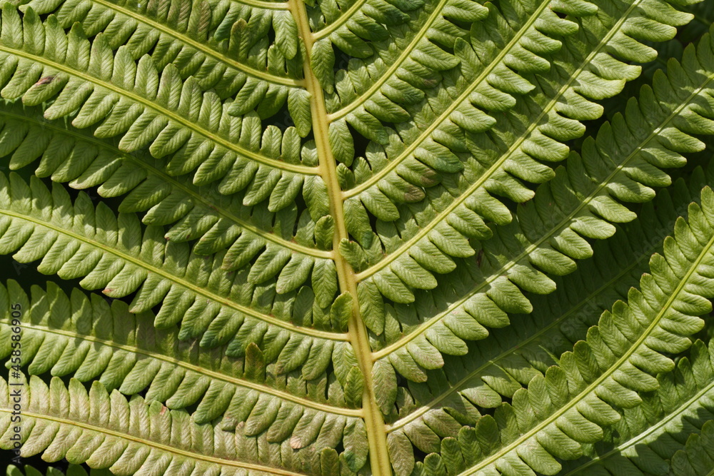fern leaves fern leaves