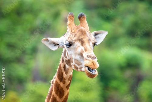 Adult giraffe in its natural environment with green background