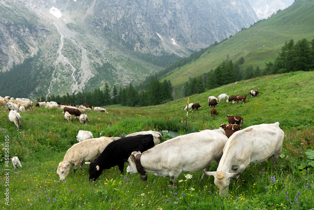 Grazing white and brown cows. Grass feeding cattle in Switzerland Alps meadow