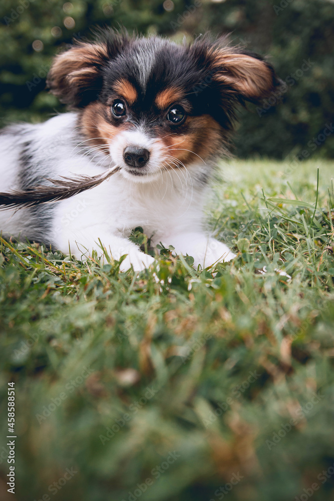 Papillon Puppy In The Fields