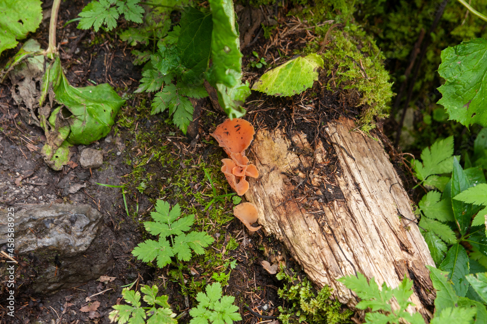 Mushrooms 