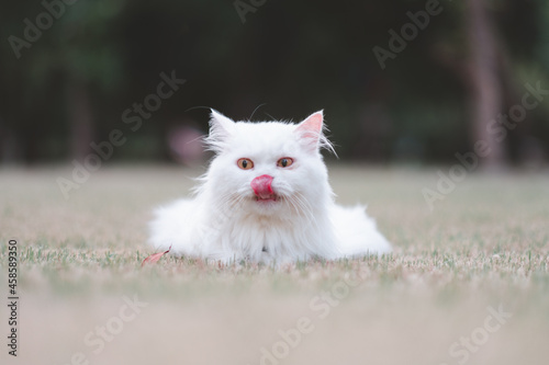 hite persian cat on grass
