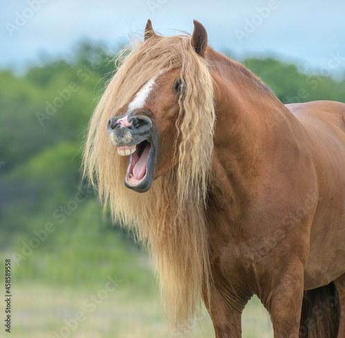 Gypsy Vanner Horse stallion makes comical facial expression 